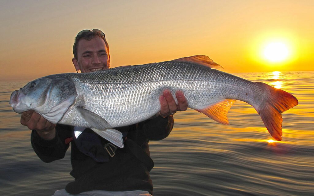 Capture of a 6.310 kg bass, world record on a fine line