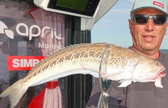 The greater weever is very present in Normandy