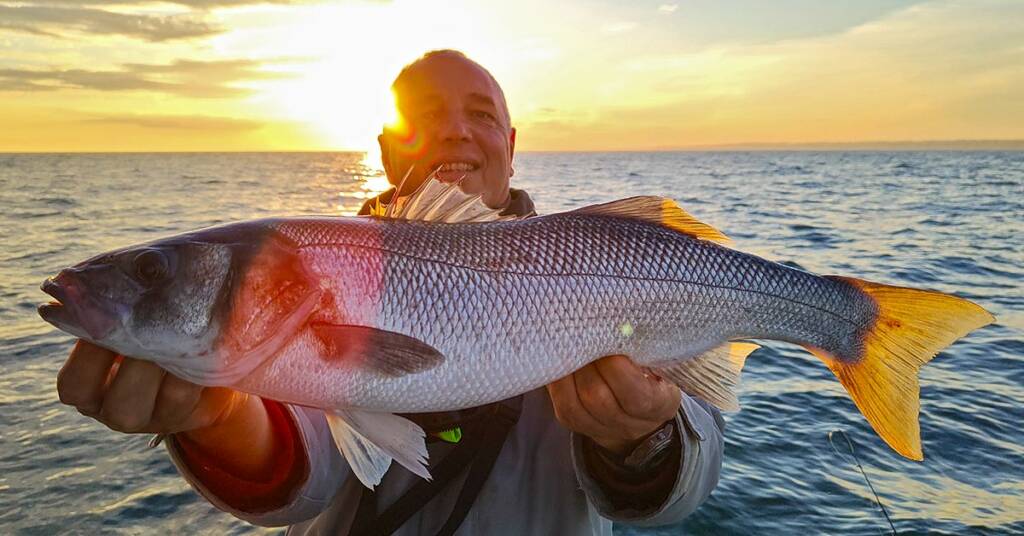 Big sea bass caught in Normandy, France