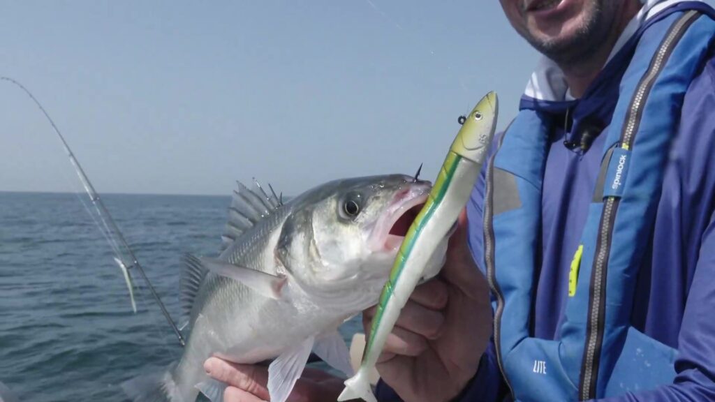 Many sea bass are caught using the KerHy Shad by Kerfil