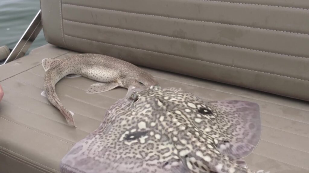 Guillaume Fourrier contribue à la science participative d'espèces de requins et raies sur les côtes Normandes.