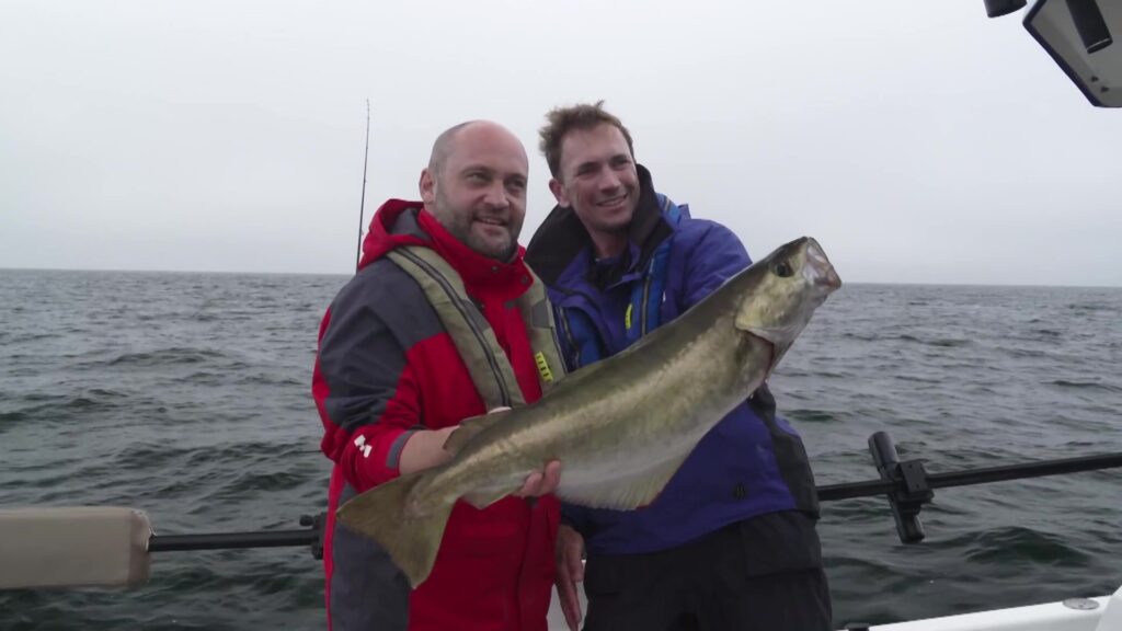 Guillaume helps his clients catch large pollack in Normandy