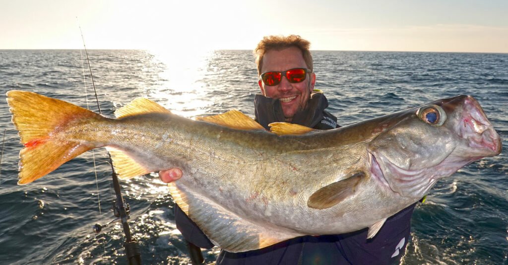 Large Normandy pollack caught by Guillaume Fourrier